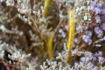 Selected focus of dry flowers with blur of background © Krisda