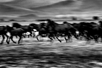Hundreds of years old horse lives on the slopes of Mount Erciyes. Artistic horse photo