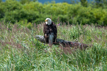 Bald eagle (Haliaeetus leucocephalus) on a log at Hallo Bay, Katmai NP, Alaska