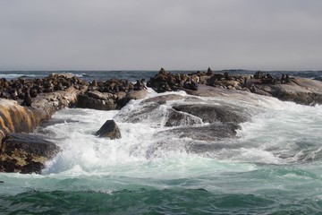 Waves crashing on rocks with sealions