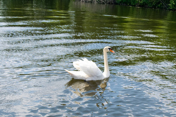 single swan 