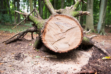 Baumstamm: Ringe / Jahresringe eines abgesägten Baumstammes