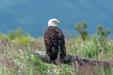Bald eagle (Haliaeetus leucocephalus) on a log at Hallo Bay, Katmai NP, Alaska