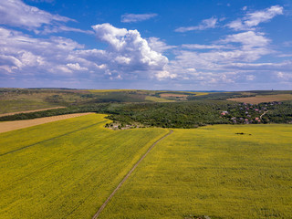 Aerial Flying over Blooming yellow sunflowers field with blue cloudless sky. Sunflowers field under blue sky with white fluffy clouds. Wonderful drone photo for ecological concept