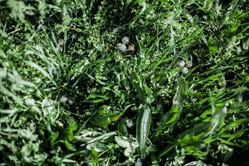 quail eggs on green grass background. Easter holiday concept. beautiful still life with quail eggs on natural background. concept of healthy food. top view