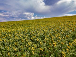 Fototapeta premium Aerial Flying over Blooming yellow sunflowers field with blue cloudless sky. Sunflowers field under blue sky with white fluffy clouds. Wonderful drone photo for ecological concept
