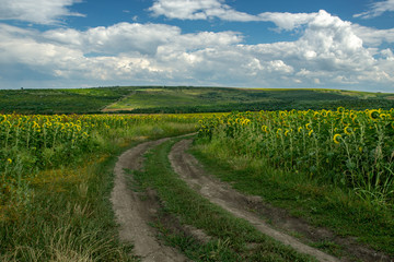 Fototapeta na wymiar Summer landscape with a field of sunflowers, a dirt road and a tree