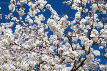 Blooming cherry