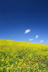 Obraz premium 菜の花咲く江戸川土手風景
