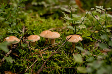 Suillus bovinus, mushroom or bovine bolete, edible wild mushroom. Variegatus, vegan food, Europe,...