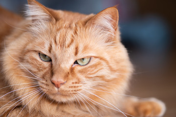 ふわふわした猫ちゃん