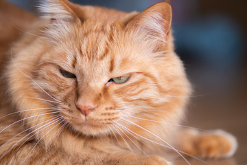 ふわふわした猫ちゃん