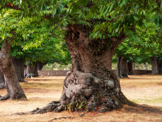 Thousand year-old big sweet chestnut tree with a very thick trunk. Soft image (Orton Effect)....