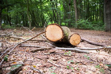 Baumstamm: Ringe / Jahresringe eines abges&auml;gten Baumstammes