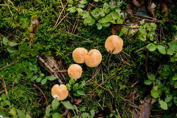 Suillus bovinus, mushroom or bovine bolete, edible wild mushroom. Variegatus, vegan food, Europe, Poland.