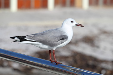 seagull on the fence