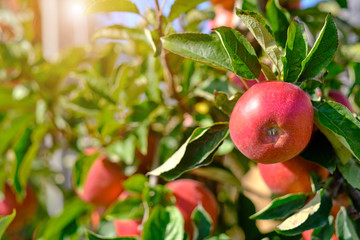 Shiny delicious apples hanging from a tree branch in an apple orchard