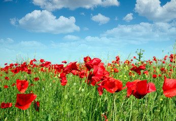 Spring meadow with poppies flowers and  blue sky