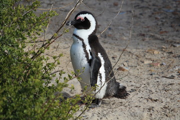 Penguin on the beach South Africa