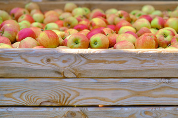 wooden crate full of fresh apples. harvest of fresh organic apples during autumn fall september in poland in apple orchard.