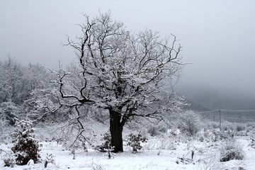 Bare Tree On Snow Covered Land Against Sky