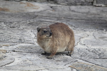 Daman on the Table mountain Cape town South Africa