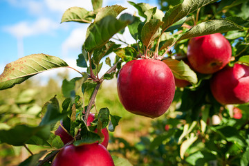 Shiny delicious apples hanging from a tree branch in an apple orchard