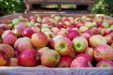 wooden crate full of fresh apples. harvest of fresh organic apples during autumn fall september in poland in apple orchard.