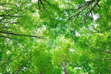 十日町の美人林 新緑のぶな林
