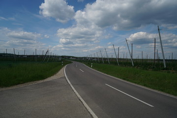 
Bavarian hops in Holledau