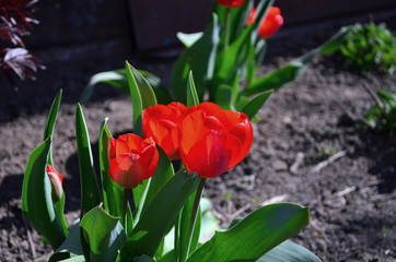 a beautiful red tulips in the garden