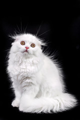 white kitten scottish cat on a black background