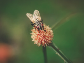 dragonfly on a flower