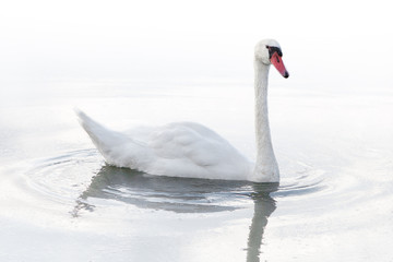 Swan on the pond. Swan goose on dew pond.