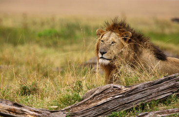 Portrait of Lion, Masai Mara