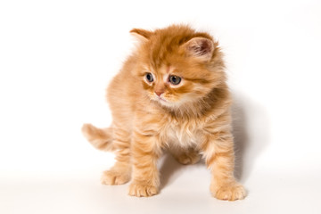 ginger kitten scottish cat on a white background