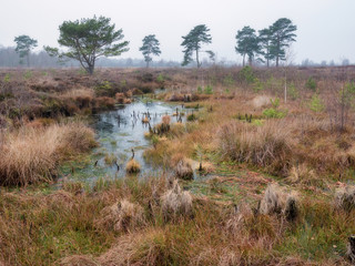 Landscape of Venner Moor bog on a frosty winter day, near Ostercappeln, Osnabrueck-Land, Lower...