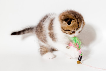 Fototapeta premium white kitten with red and gray spots scottish cat on a black background