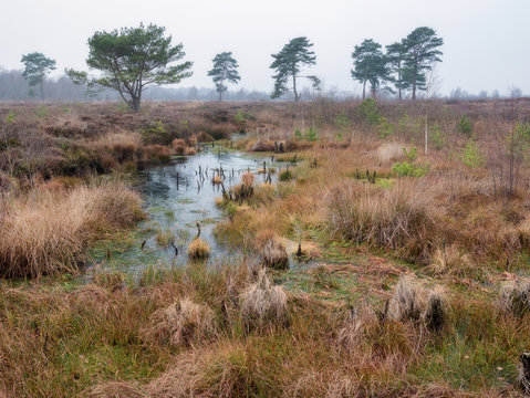 Landscape of Venner Moor bog on a frosty winter day, near Ostercappeln, Osnabrueck-Land, Lower Saxony, Germany