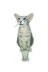 Portrait of Oriental Shorthair cat of white background