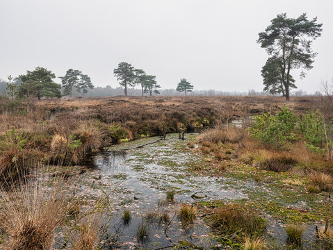 Landscape of Venner Moor bog on a frosty winter day, near Ostercappeln, Osnabrueck-Land, Lower Saxony, Germany