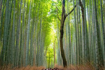 Bamboo forest Kyoto Japan