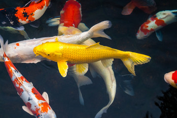Golden Koi Carp fish in a pond in Japan.