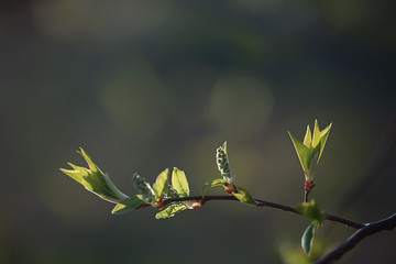 branches of young green leaves and buds, seasonal background, april march landscape in the forest