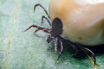 Swollen mite from blood, a dangerous parasite and carrier of infection sits on a leaf