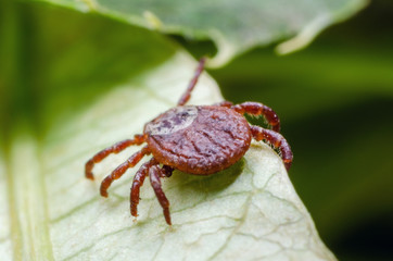 A dangerous parasite and infection carrier mite sitting on a green leaf