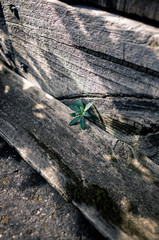 Plant on the ground