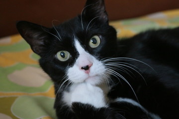 Thick black white cat lying on a fresh sheet on the bed