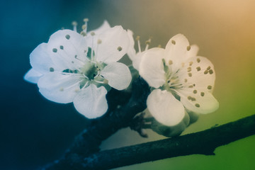 wiosenne kwiaty w ogrodzie na tle rozmytego tła © Henryk Niestrój