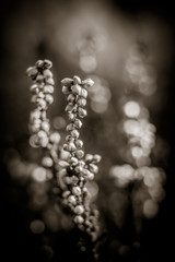 wiosenne kwiaty w ogrodzie na tle rozmytego tła © Henryk Niestrój